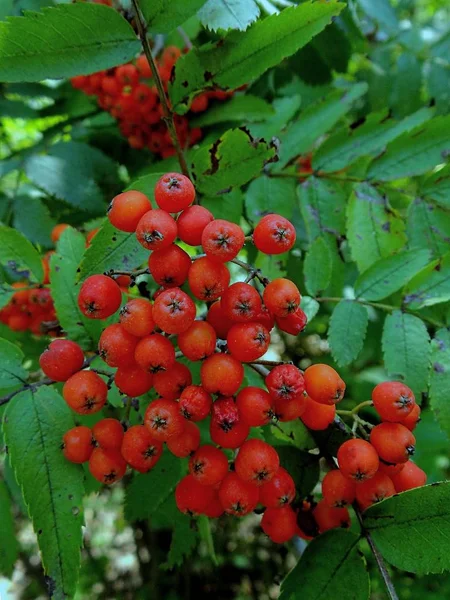 Trsy Červených Mountain Ash Větvi Zelenými Listy — Stock fotografie