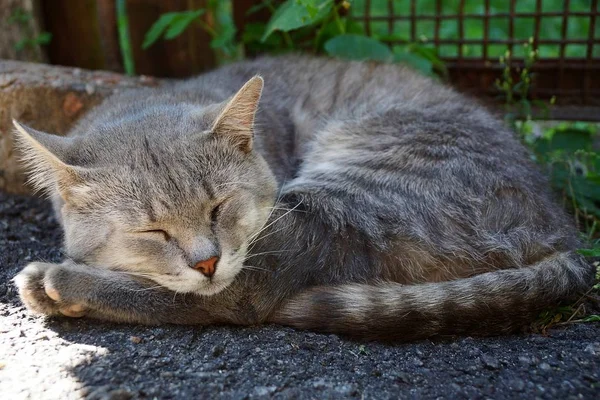 Szary Kot Śpi Asfalcie Stoczni — Zdjęcie stockowe