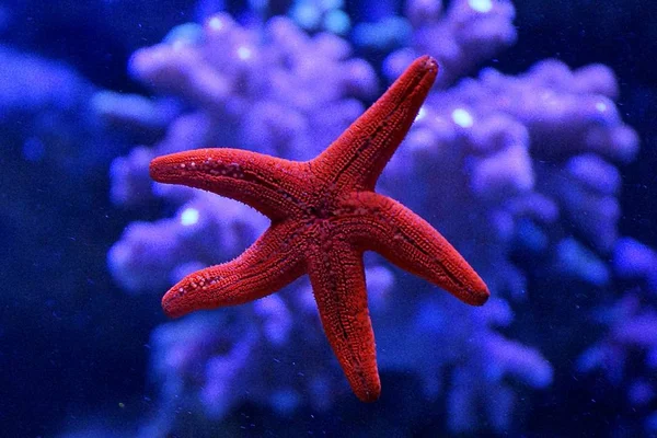 Étoile Mer Rouge Sur Fond Bleu — Photo