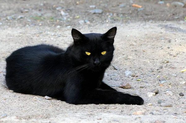 Noir Beau Chat Trouve Sur Sable Gris — Photo