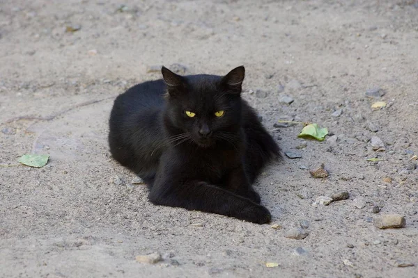 Черный Красивый Кот Лежит Сером Песке — стоковое фото