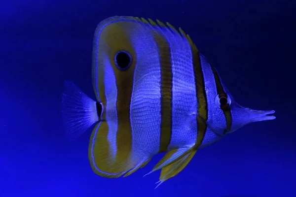 Wunderschöner Meeresfisch Schwimmt Blauen Klaren Wasser Des Aquariums — Stockfoto