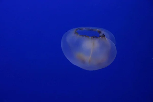 Medusas Blancas Nadando Agua Mar Azul — Foto de Stock