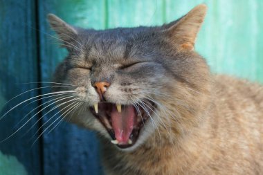 bir büyük Gri kedi yawns yeşil duvar