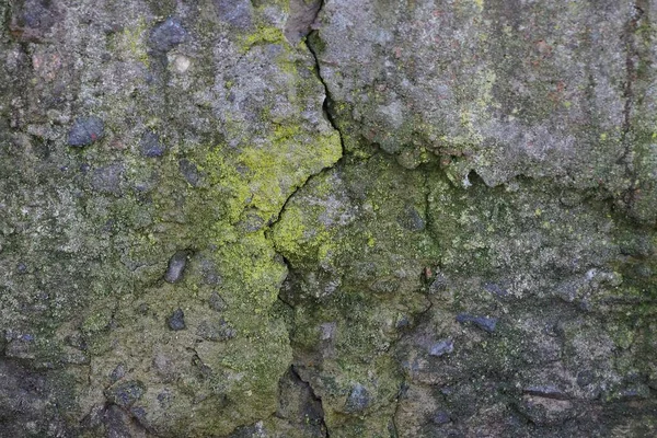 Fondo Piedra Verde Gris Viejo Muro Hormigón Sucio — Foto de Stock