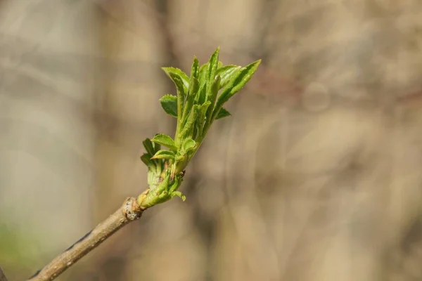 Küçük Yeşil Bud Ince Dalları Bahar Parkı Içinde Açık Havada — Stok fotoğraf