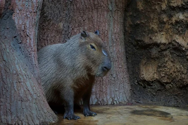 Grand Wombat Sauvage Gris Est Assis Sur Sol Parmi Les — Photo