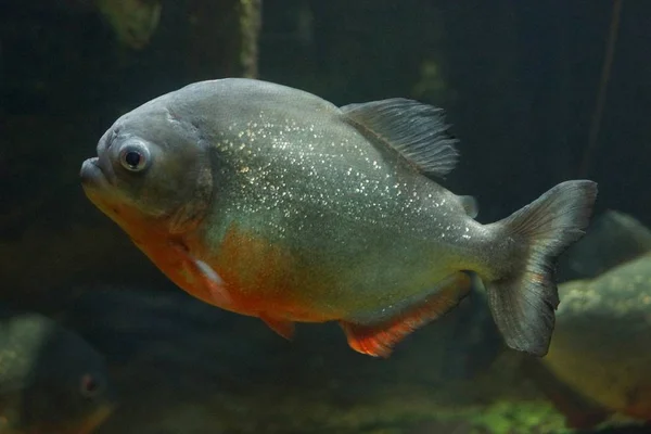 Grand Poisson Piranha Prédateur Gris Dans Eau Aquarium — Photo