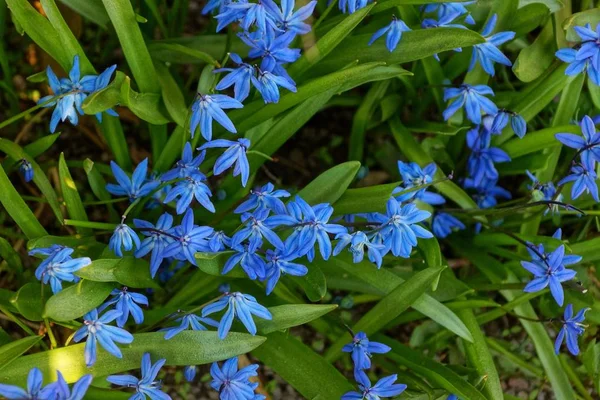 地面に緑の芝生の間で多くの青い小さな花 — ストック写真