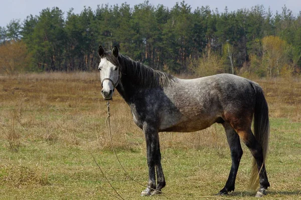 Stora Grå Häst Står Grönt Gräs Fältet — Stockfoto