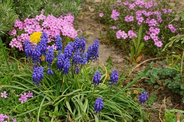 庭の地面に緑の芝生の中で赤花の青の多く — ストック写真