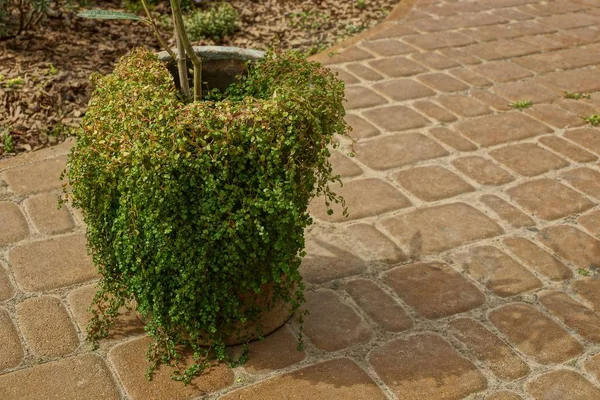 Old Pot Overgrown Green Vegetation Stands Brown Sidewalk — Stock Photo, Image