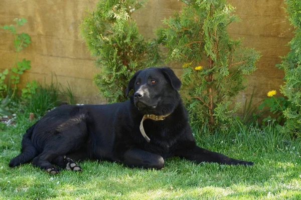 Gran Perro Negro Está Acostado Hierba Verde Césped Por Una —  Fotos de Stock