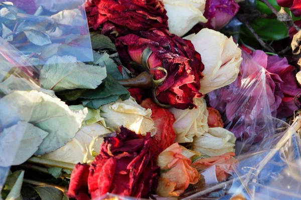 Roses Fleurs Flétries Sèches Colorées Dans Bouquet Cellophane Dans Tas — Photo
