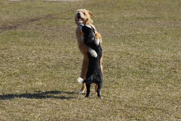 Dwa Psy Grać Przytulić Zielonej Trawie Trawnika — Zdjęcie stockowe