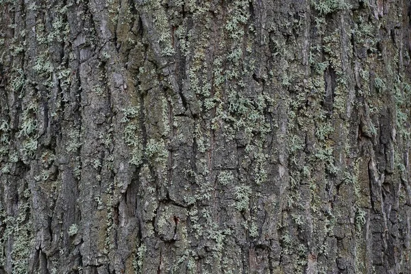 Fundo Madeira Verde Cinza Casca Seca Uma Árvore — Fotografia de Stock