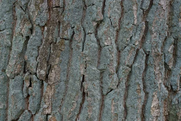 Texture Bois Vert Gris Écorce Sèche Sur Arbre — Photo