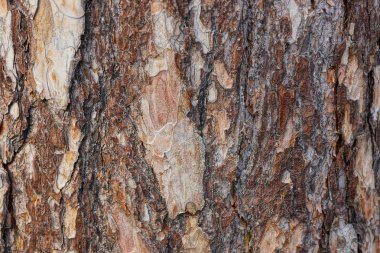 adet çam ağacı üzerinde kabuk kahverengi ahşap doku