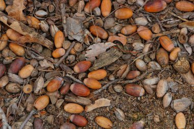Kuru kahverengi meşe palamutları sürü yere yat