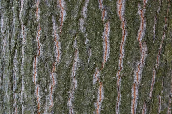 Green Brown Natural Texture Bark Large Tree — Stock Photo, Image