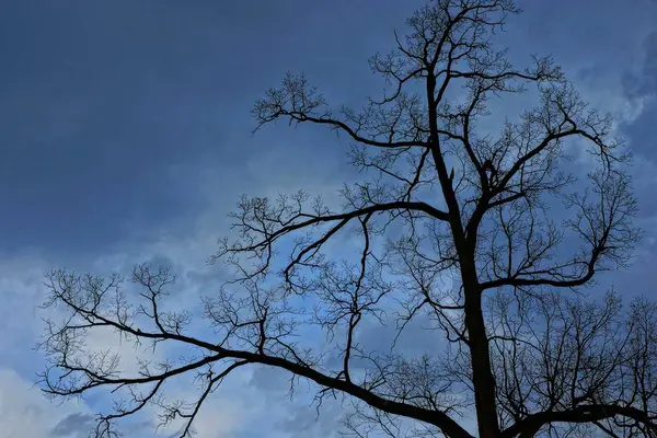 Black Branches Tree Dark Blue Sky — Stock Photo, Image