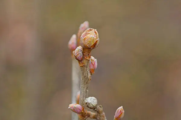 植物的一根薄薄的棕色枝条上的小芽 — 图库照片
