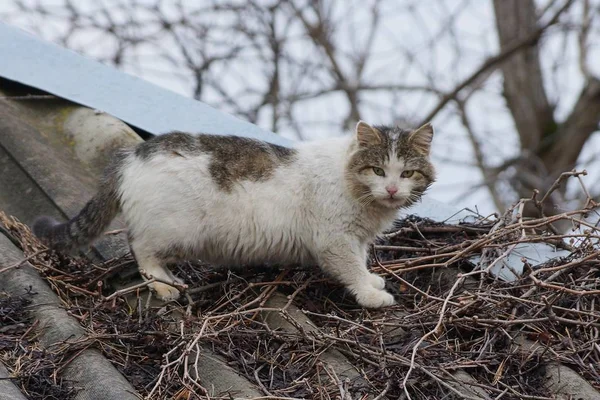 얼룩된 고양이 지붕에 — 스톡 사진