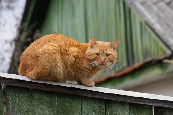 Große Rote Katze Sitzt Auf Einem Holzzaun Auf Der Straße — Stockfoto