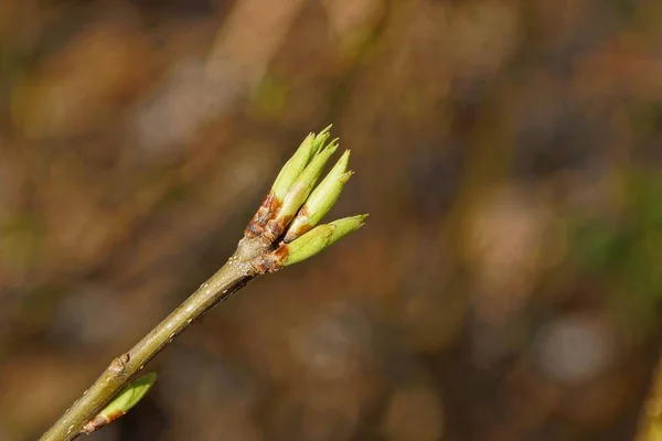 Зеленый Бутон Небольшими Листьями Тонких Ветвях Дерева Парке — стоковое фото
