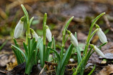 çiy damlaları içinde vahşi küçük kardelen ormandaki yeşil yaprakları ile beyaz çiçekler