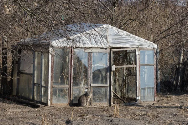 Een Oude Grijze Glazen Kas Staat Buiten Droge Vegetatie Tuin — Stockfoto