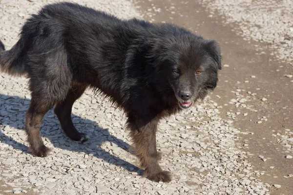 Sokakta Gri Bir Yolda Büyük Kahverengi Köpek Standları — Stok fotoğraf