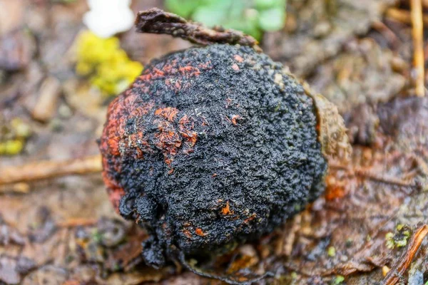 Negro Rojo Manzana Sucia Podrida Suelo Jardín — Foto de Stock