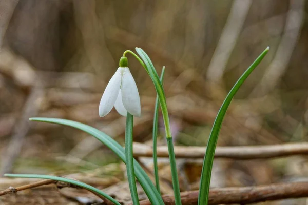 Weiße Schneeglöckchen Blühen Auf Einem Grünen Halm Mit Langen Blättern — Stockfoto