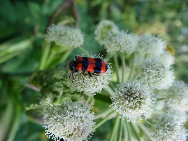 Hermoso Escarabajo Grande Sobre Pequeñas Flores Blancas —  Fotos de Stock