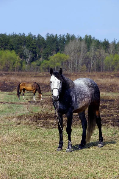 牧场上的灰色马 — 图库照片