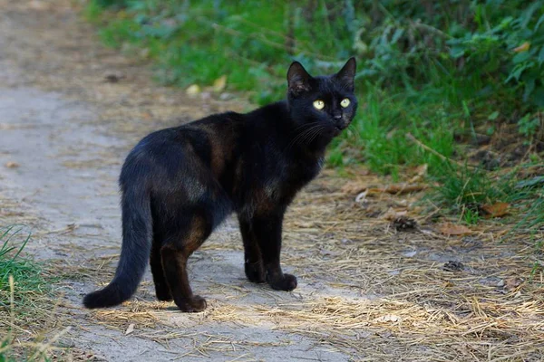 Schwarzes Kätzchen Steht Auf Einer Grauen Straße Der Nähe Eines — Stockfoto