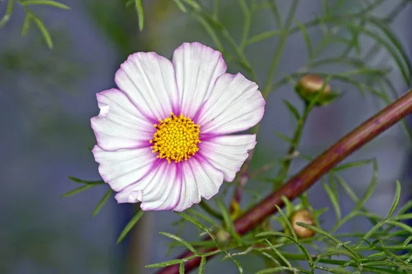 Bourgeon Coloré Une Belle Fleur Plantes Vertes — Photo