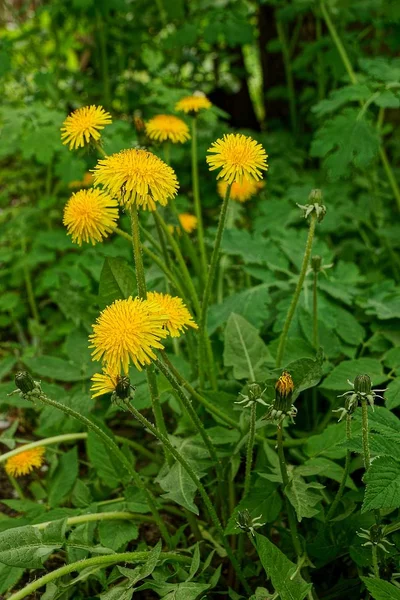 春の緑の牧草地の黄色いタンポポ — ストック写真