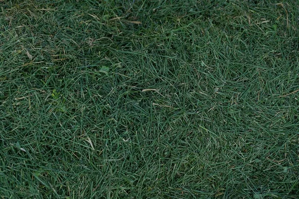 Green texture of shallow cut grass