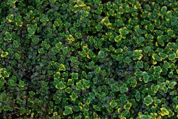 Texture Verte Des Petites Plantes Dans Jardin — Photo