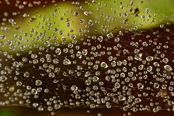Краплі Води Тонкій Павутині — стокове фото