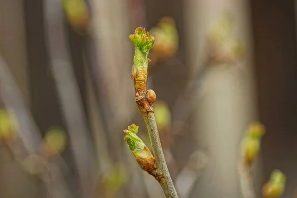 Verdes Brotes Una Rama Marrón Arbusto — Foto de Stock