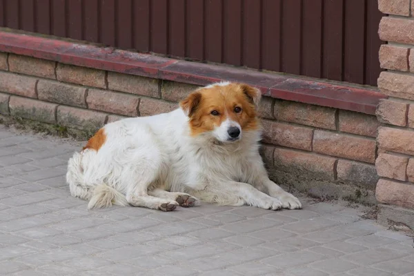 Grande Cão Manchado Encontra Uma Calçada Cinza Perto Parede Marrom — Fotografia de Stock