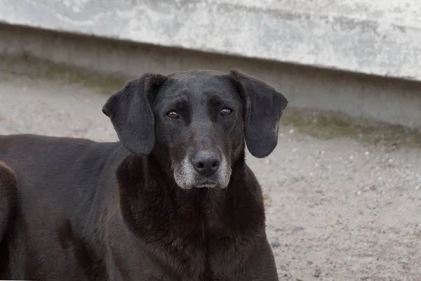 Stor Gammal Svart Hund Står Vägen Den Grå Väggen — Stockfoto