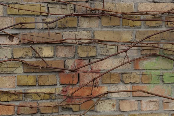 brown texture of bricks in the wall overgrown with dry branches of the plant