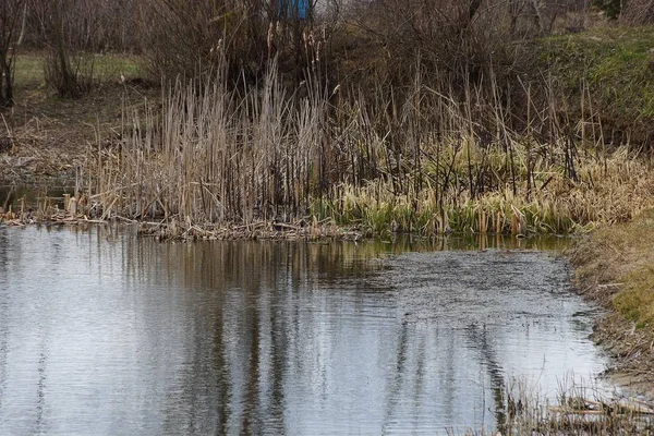 Parte Del Lago Con Agua Cañas Secas Hierba Cerca Orilla — Foto de Stock