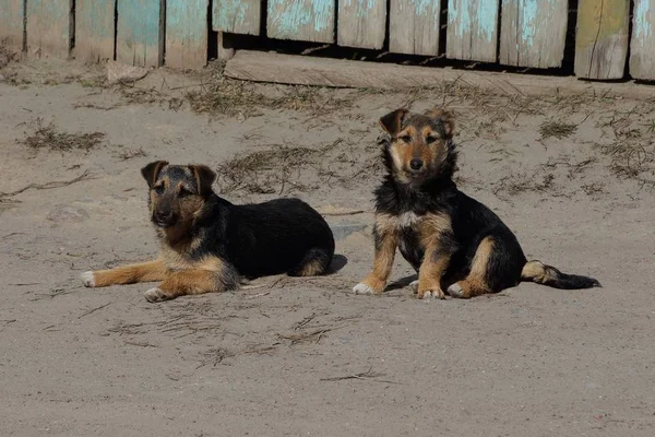 Dois Cães Castanhos Estão Deitados Estrada Areia Cinzenta — Fotografia de Stock