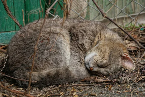 Gran Gato Gris Yace Duerme Suelo Entre Las Ramas Pared — Foto de Stock