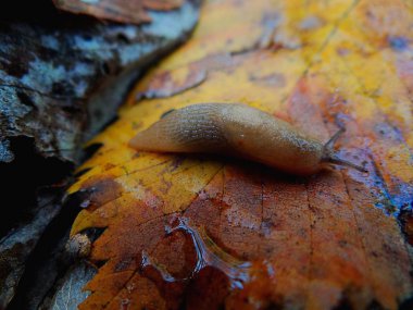 bir bitkinin dalı üzerinde sürünen küçük bir kahverengi salyangoz